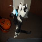 Mister Attack Dance